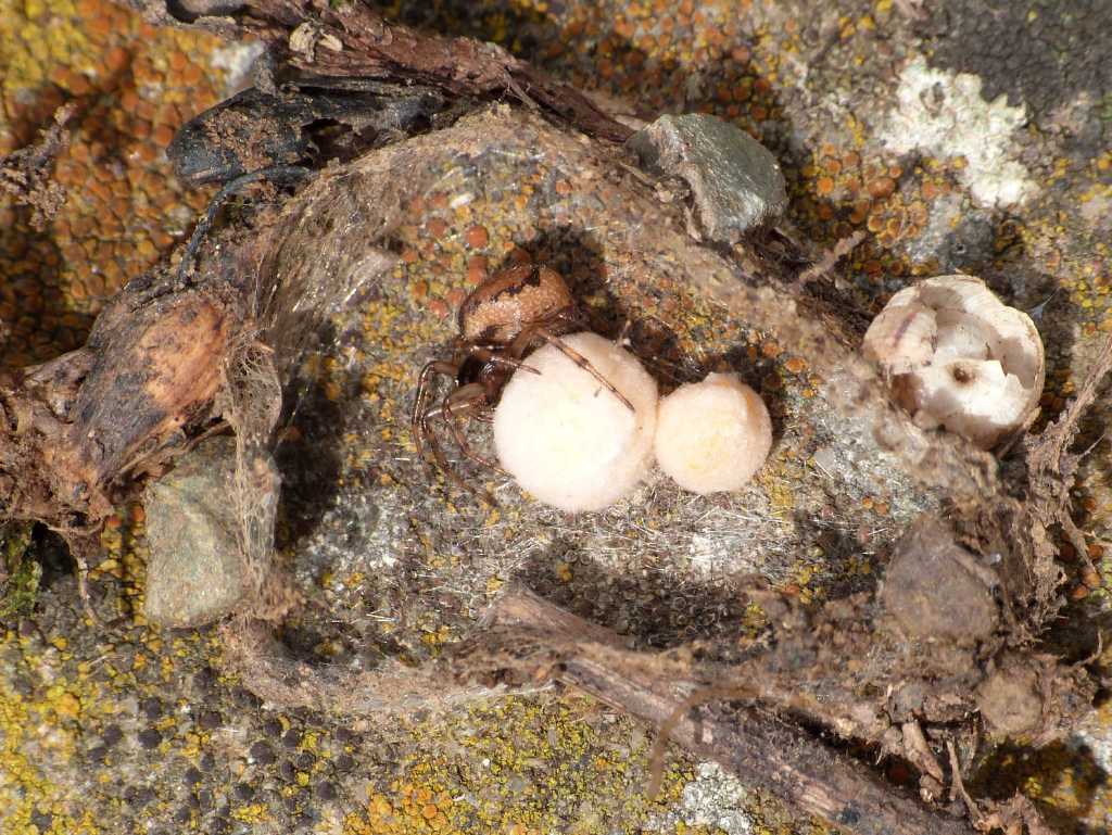 Nido e ovisacchi di Enoplognatha mandibularis - Tolfa (RM)